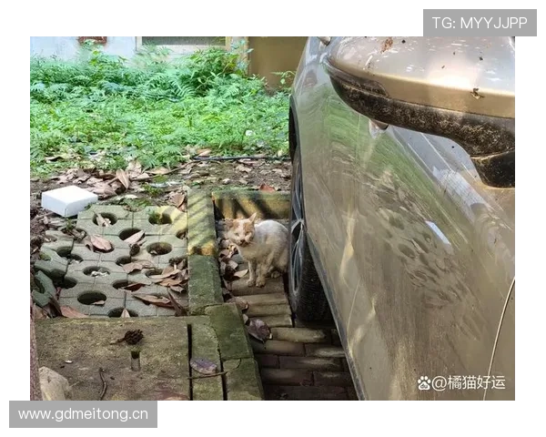 庞伟这日常比赛场还拼？听说他早晨跑步时候连楼下猫都懒得理他了